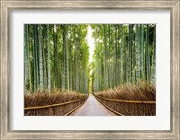 Bamboo Forest, Kyoto, Japan Fine Art Print