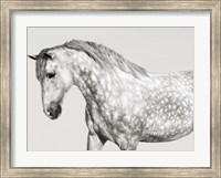 Leia, Andalusian Pony Fine Art Print