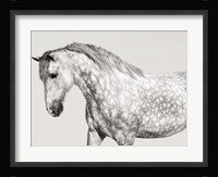 Leia, Andalusian Pony Fine Art Print