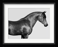 Orpheus, Arab Horse Fine Art Print
