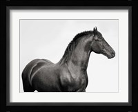 King Mamba, Stallion Fine Art Print