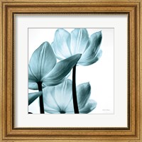 Translucent Tulips III Sq Aqua Fine Art Print