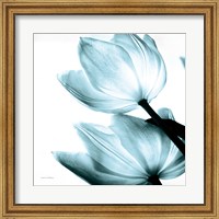 Translucent Tulips II Sq Aqua Fine Art Print