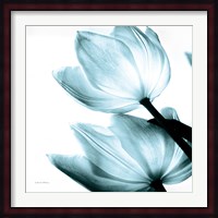 Translucent Tulips II Sq Aqua Fine Art Print