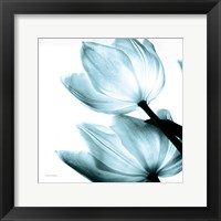 Translucent Tulips II Sq Aqua Fine Art Print