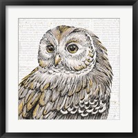Beautiful Owls I Fine Art Print