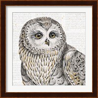 Beautiful Owls II Fine Art Print