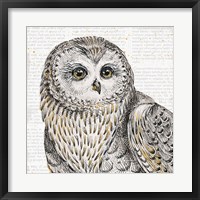 Beautiful Owls II Framed Print