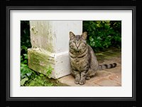 Mississippi, Columbus House cat at Waverley Plantation Mansion Fine Art Print