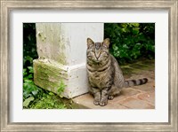 Mississippi, Columbus House cat at Waverley Plantation Mansion Fine Art Print