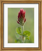 Crimson or Italian flora clover, Mississippi Fine Art Print