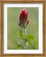 Crimson or Italian flora clover, Mississippi Fine Art Print