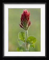 Crimson or Italian flora clover, Mississippi Fine Art Print