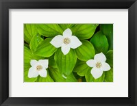 Bunchberry in Bloom on Monadnock Mountain, Lemington, Vermont Fine Art Print