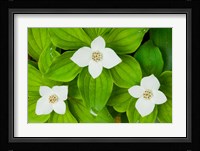 Bunchberry in Bloom on Monadnock Mountain, Lemington, Vermont Fine Art Print