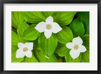 Bunchberry in Bloom on Monadnock Mountain, Lemington, Vermont Fine Art Print