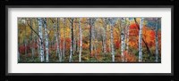 Birch Forest, French Alps Fine Art Print