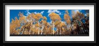 Aspens in Fall, Colorado Fine Art Print
