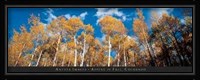 Aspens in Fall, Colorado Fine Art Print