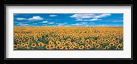 Sunflower Field in Provence Fine Art Print
