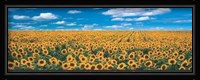Sunflower Field in Provence Fine Art Print