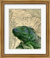 Brazilian Iguana Fine Art Print