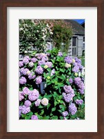 Massachusetts, Nantucket, Siasconset, Home Flowers Fine Art Print
