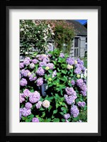 Massachusetts, Nantucket, Siasconset, Home Flowers Fine Art Print