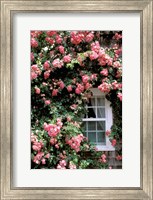 Massachusetts, Nantucket Island, Roses and home Fine Art Print