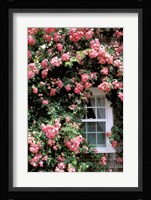 Massachusetts, Nantucket Island, Roses and home Fine Art Print