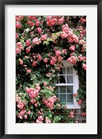 Massachusetts, Nantucket Island, Roses and home Fine Art Print