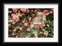 Roses and home, Nantucket Island Fine Art Print