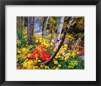 New Hampshire, White Mountains National Forest Fine Art Print