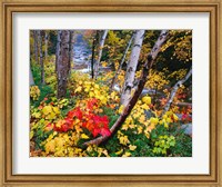 New Hampshire, White Mountains National Forest Fine Art Print