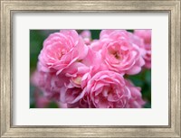 Pink Landscape Roses, Jackson, New Hampshire Fine Art Print