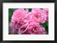 Pink Landscape Roses, Jackson, New Hampshire Fine Art Print
