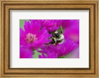Bumble bee on aster, New Hampshire Fine Art Print