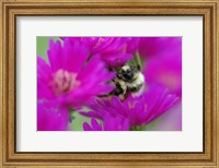 Bumble bee on aster, New Hampshire Fine Art Print
