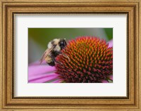 Bumble bee on aster, New Hampshire, Bombus Fine Art Print