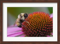 Bumble bee on aster, New Hampshire, Bombus Fine Art Print