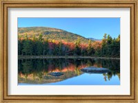Lily Pond, White Mountain Forest, New Hampshire Fine Art Print