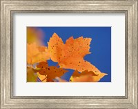 Autumn, White Mountains Forest, New Hampshire Fine Art Print