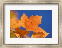 Autumn, White Mountains Forest, New Hampshire Fine Art Print