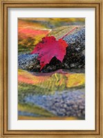 Red Maple leaf on rock in Swift River, White Mountain National Forest, New Hampshire Fine Art Print