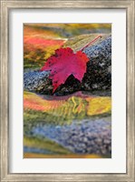 Red Maple leaf on rock in Swift River, White Mountain National Forest, New Hampshire Fine Art Print