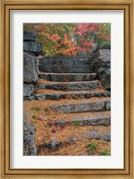 Pine needles, White Mountain Forest, New Hampshire Fine Art Print