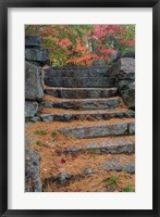 Pine needles, White Mountain Forest, New Hampshire Fine Art Print