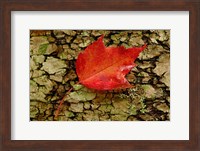 Red maple in White Mountain Forest, New Hampshire Fine Art Print