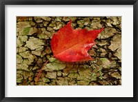 Red maple in White Mountain Forest, New Hampshire Fine Art Print