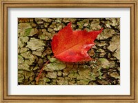 Red maple in White Mountain Forest, New Hampshire Fine Art Print